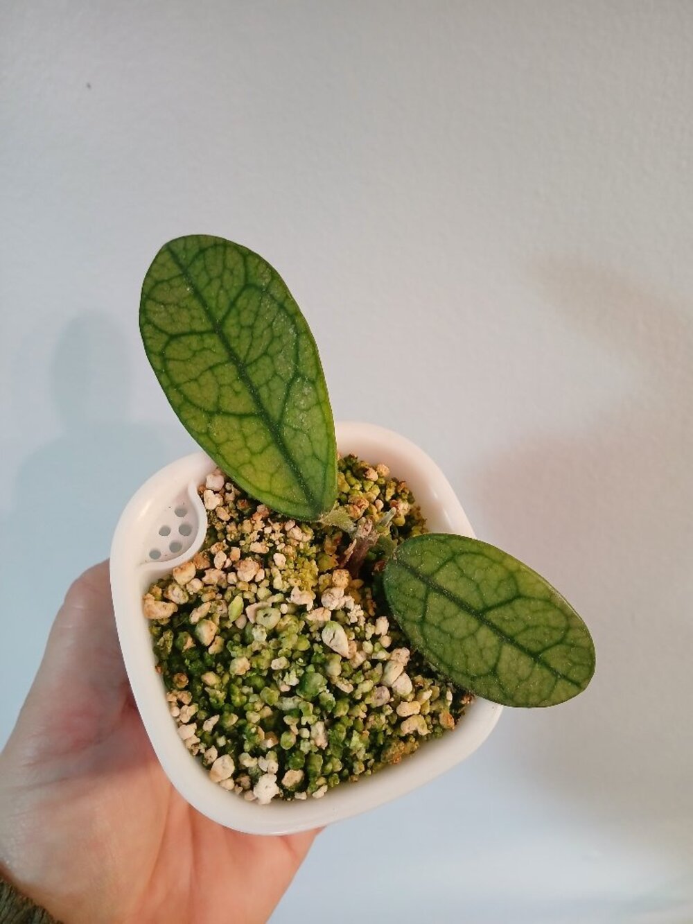 Hoya Lyi NO ID